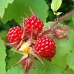 Thumbnail of Ras-berries.jpg